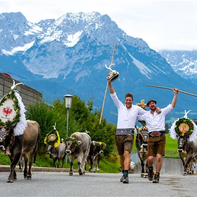 Two men in traditional attire lead a group of decorated cows through a picturesque landscape. Impressive mountains can be seen in the background.