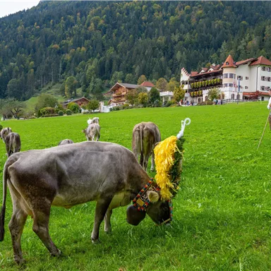 A green meadow with cows grazing. In the background, picturesque mountains and traditional buildings can be seen.