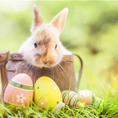 A sweet rabbit is sitting in a small watering can on green grass. Next to it are colorful Easter eggs.
