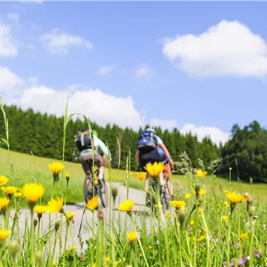 Cyclists ride on a path through a blooming meadow. In the background, green trees and a clear, blue sky are visible.