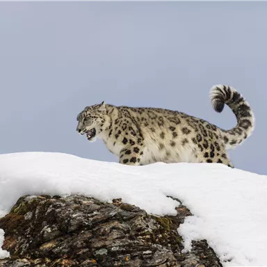 A snow leopard is walking across a snow-covered rocky refuge. The sky is gray and cloudy.