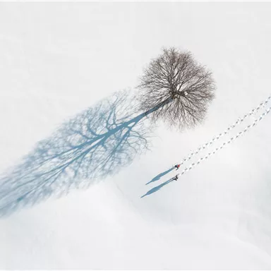 A single tree stands in the snow, while its shadow falls on the white surface. Nearby, two people can be seen walking through the snow.