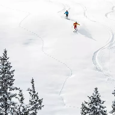Two skiers are skiing through fresh, white snow. In the background, there are some pine trees.