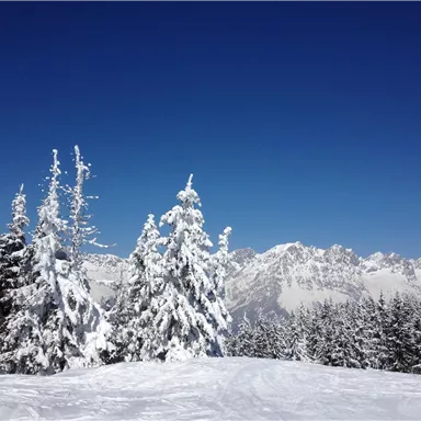 A snowy landscape with tall coniferous trees. The clear blue sky and the majestic mountains in the background create a serene winter atmosphere.