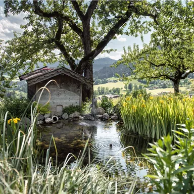 A tranquil garden with a small pond and lush greenery. In the background, gentle hills and a blue sky can be seen.