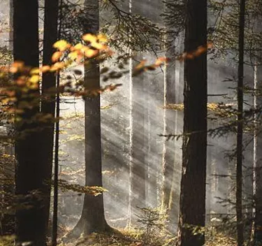 A mystical forest with sunlight shining through the trees. The warm colors of the leaves give the scene an autumnal atmosphere.