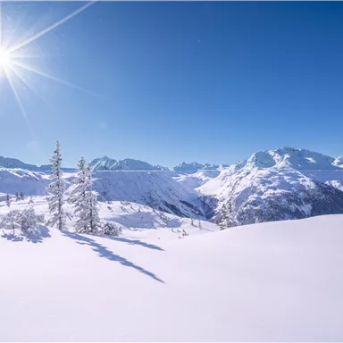 Eine winterliche Landschaft mit schneebedeckten Bergen und strahlendem Sonnenschein. Im Vordergrund stehen vereinzelte, gefrorene Bäume.
