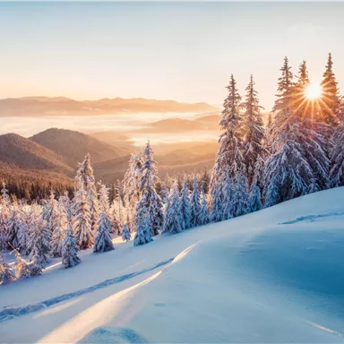 Eine verschneite Winterlandschaft mit hohen Tannenbäumen. Die Sonne geht hinter den Bergen auf und taucht die Szene in warmes Licht.