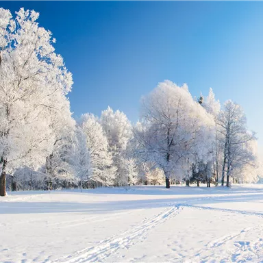 Eine winterliche Landschaft mit schneebedeckten Bäumen und klarem blauen Himmel. Der Boden ist mit frischem Schnee bedeckt.