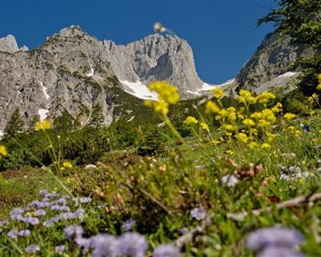 An impressive mountain landscape with high peaks and snow-covered areas. In the foreground, colorful wildflowers bloom on a green meadow.