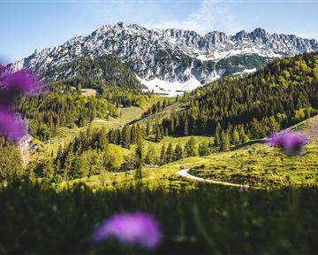 A picturesque mountain landscape with snow-covered peaks and lush green meadows. In the foreground, purple flowers are blooming.