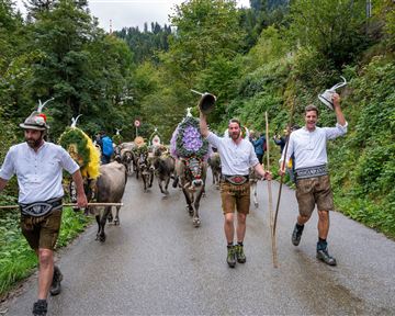 A group of men in traditional clothing is leading a herd of cows along the path. They are wearing hats and holding various items in their hands.