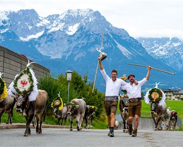 Zwei Männer in traditioneller Tracht führen eine Gruppe von geschmückten Kühen durch eine malerische Landschaft. Im Hintergrund sind beeindruckende Berge zu sehen.