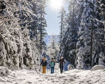 A snowy forest landscape with tall trees. Three people are happily walking along a path while the sun is shining.