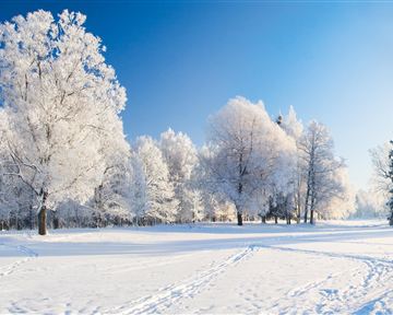 A winter landscape with snow-covered trees and a clear blue sky. The snow is untouched and shines in the sun.