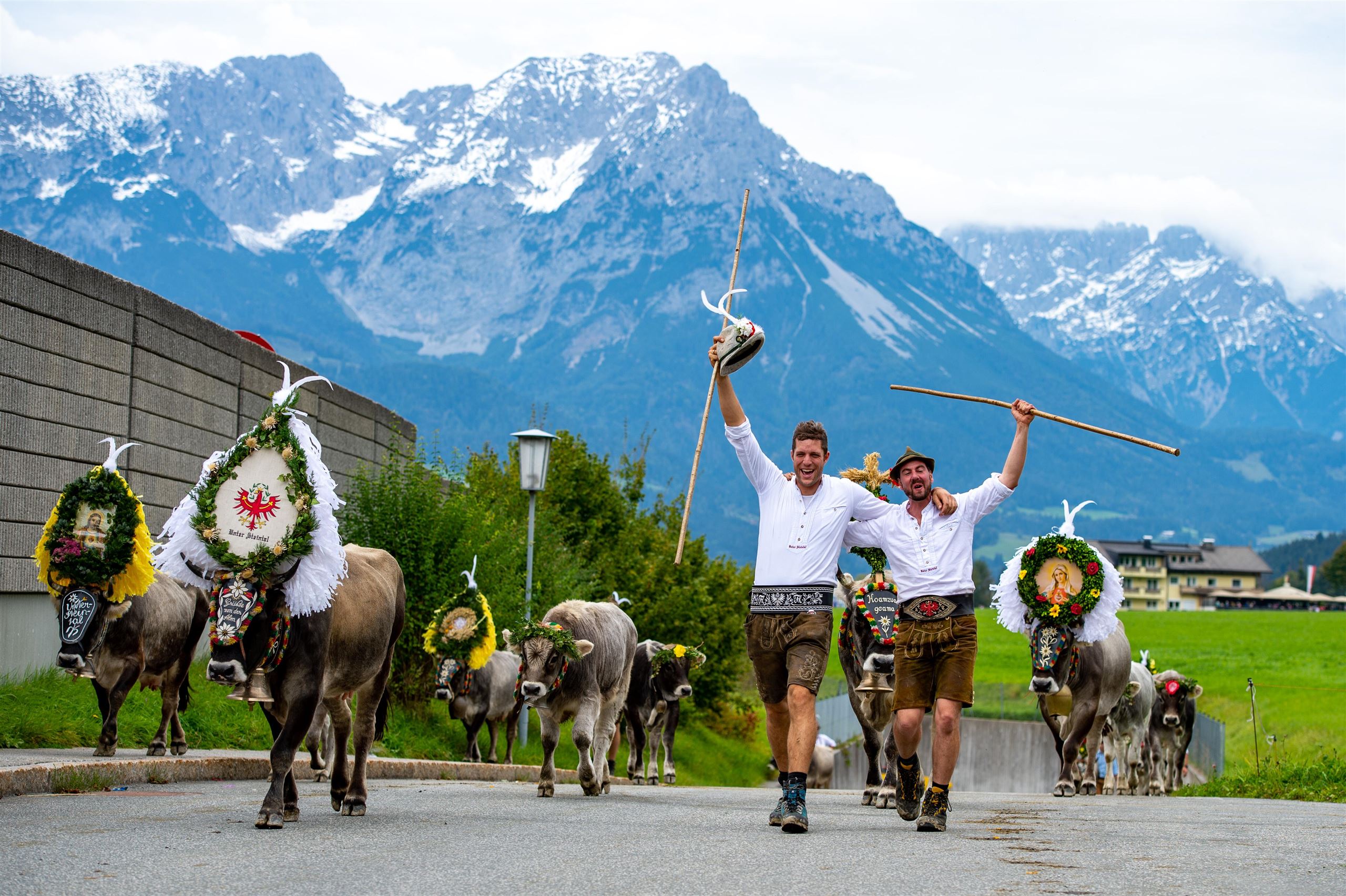 Söll alpine cattle drive week