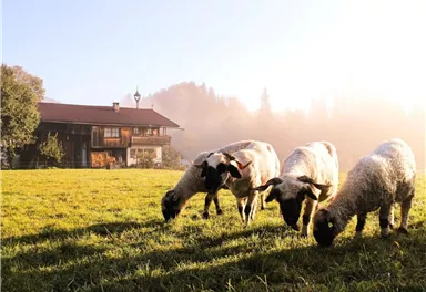 Ein Bauernhaus steht bei Sonnenaufgang in einer grünen Wiese. Im Vordergrund grasen drei Schafe in der Morgensonne.