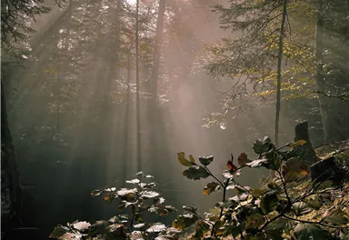 Ein ruhiger Wald mit sanften Lichtstrahlen, die durch die Bäume scheinen. Sanfte Schatten und grünes Blattwerk vermitteln eine friedliche Atmosphäre.