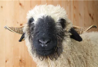 Ein Schaf mit einem wuscheligen weißen Fell und einem schwarzen Gesicht. Es steht vor einer holzverkleideten Wand und sieht freundlich aus.