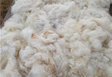 Eine große Menge weißer Wolle liegt auf einem Holzbrett. Die Wolle ist flauschig und hat einige goldene Strähnen.