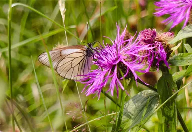 Ein Schmetterling sitzt auf einer lila Blume. Im Hintergrund sind grüne Gräser sichtbar.