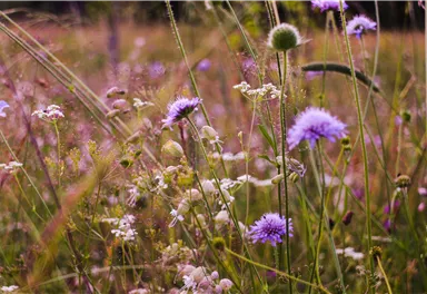 Ein bunter Wildblumenwiese mit lila und weißen Blüten. Die sanfte Beleuchtung schafft eine ruhige, sommerliche Atmosphäre.