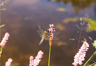 Eine Libelle sitzt auf einer Blüte neben einem Gewässer. Der Hintergrund zeigt ruhiges Wasser und grüne Pflanzen.