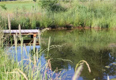 Ein ruhiger Teich umgeben von hohem Gras und Vegetation. Ein kleiner Holzsteg führt bis zum Wasser.