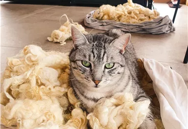 Eine Katze sitzt gemütlich in einem Haufen von wollähnlichem Material auf einem weißen Tuch. Im Hintergrund sind weitere Wollhaufen sichtbar.