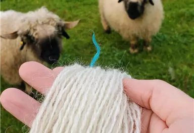 Eine Hand hält einen Strang aus weißer Wolle. Im Hintergrund sind zwei Schafe auf einer grünen Wiese zu sehen.