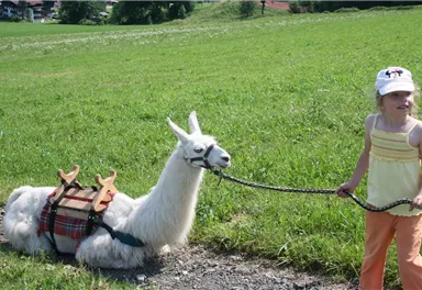 Ein Mädchen führt ein Lama auf einer grünen Wiese. Das Lama trägt einen Sattel und liegt entspannt am Boden.
