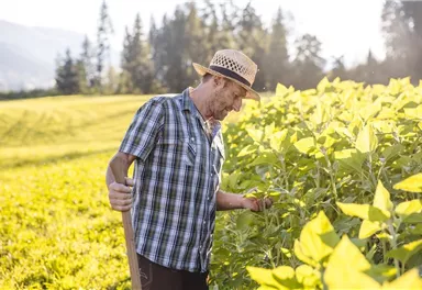 Ein Landwirt steht in einem Feld mit üppigen Pflanzen und betrachtet die Ernte. Es ist ein sonniger Tag, und im Hintergrund sind Bäume zu sehen.
