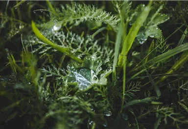 Eine grüne Wiese mit verschiedenen Gräsern und Pflanzen. Wassertröpfchen funkeln auf den Blättern.
