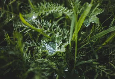 Eine grüne Wiese mit verschiedenen Gräsern und Pflanzen. Wassertröpfchen funkeln auf den Blättern.