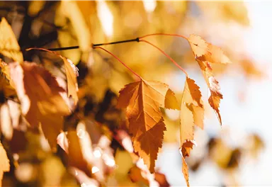 Bunte Herbstblätter in warmen Gelbtönen. Die Blätter hängen an einem Ast vor einem unscharfen Hintergrund.