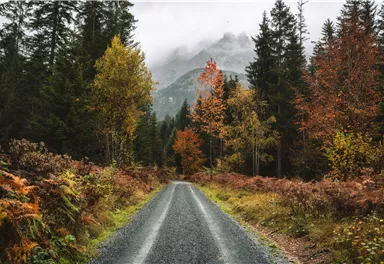 Eine schmale Schotterstraße führt durch einen bewaldeten Bereich mit bunten herbstlichen Bäumen. Im Hintergrund sind die verschwommenen Umrisse von Bergen zu sehen.