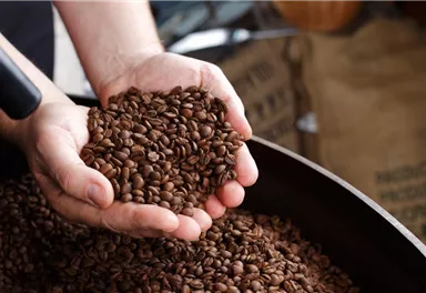 Hände halten eine Menge gerösteter Kaffeebohnen. Im Hintergrund sind weitere Kaffeebohnen sichtbar.
