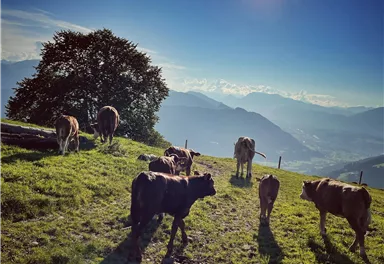 Eine Gruppe Kühe auf einer grünen Wiese mit Blick auf die Berge. Der Himmel ist blau und die Sonne scheint.
