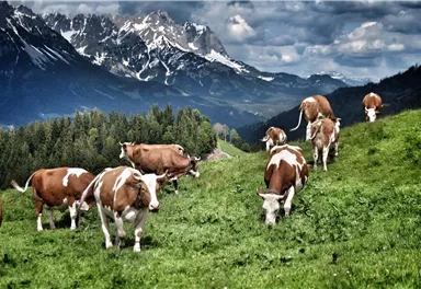 Eine Weide mit Kühen vor majestätischen Bergen und bewölktem Himmel. Die Landschaft ist grün und einladend.