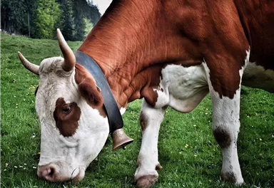 Eine Kuh frisst auf einer grünen Wiese. Sie hat ein großes Halsband mit einer Glocke.