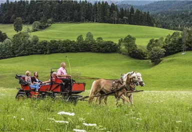 Eine Pferdekutsche fährt durch eine grüne Landschaft mit Wiesen und Bergen im Hintergrund. Darin sitzen vier Personen und genießen die Natur.