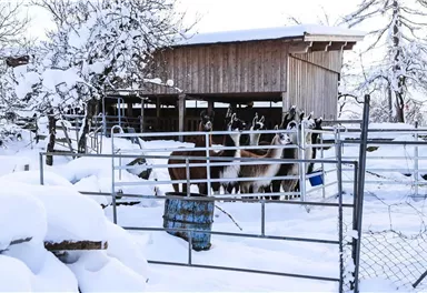 Eine Gruppe von Lamas steht in einem verschneiten Gehege neben einem Holzschuppen. Die Landschaft ist winterlich und mit viel Schnee bedeckt.