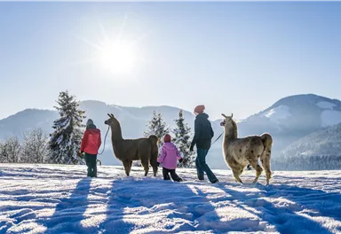 Eine Familie mit zwei Lamas geht durch eine schneebedeckte Landschaft. Im Hintergrund sind Berge und ein klarer Himmel zu sehen.