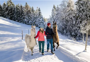 Eine verschneite Winterlandschaft mit zwei Personen, die Lamas führen. Umgeben von schneebedeckten Bäumen und klarem Himmel.