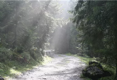 Ein ruhiger Waldweg, umgeben von hohen Bäumen. Sanftes Licht fällt durch die Baumkronen und schafft eine friedliche Atmosphäre.