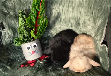 Two rabbits are comfortably lying on a soft, green carpet. Next to them is a flower pot with a smiling face and a plant.