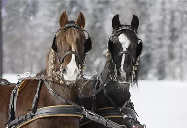 Zwei Pferde stehen nebeneinander im Schnee. Eines ist braun und das andere schwarz, beide tragen eine geschmückte Zäumung.