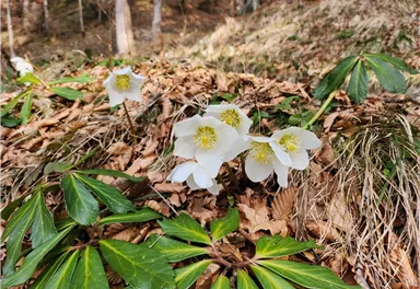 Weiße Blüten wachsen zwischen Laub und grünen Blättern im Wald. Die Umgebung ist friedlich und natürlich.