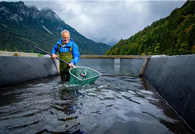 Ein Mann steht im Wasser und benutzt ein Netz, um Fische zu fangen. Im Hintergrund sind Berge und Wälder sichtbar.
