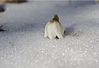Eine weiße Blume wächst aus dem Schnee. Glitzernde Schneekristalle umgeben die Blüte.
